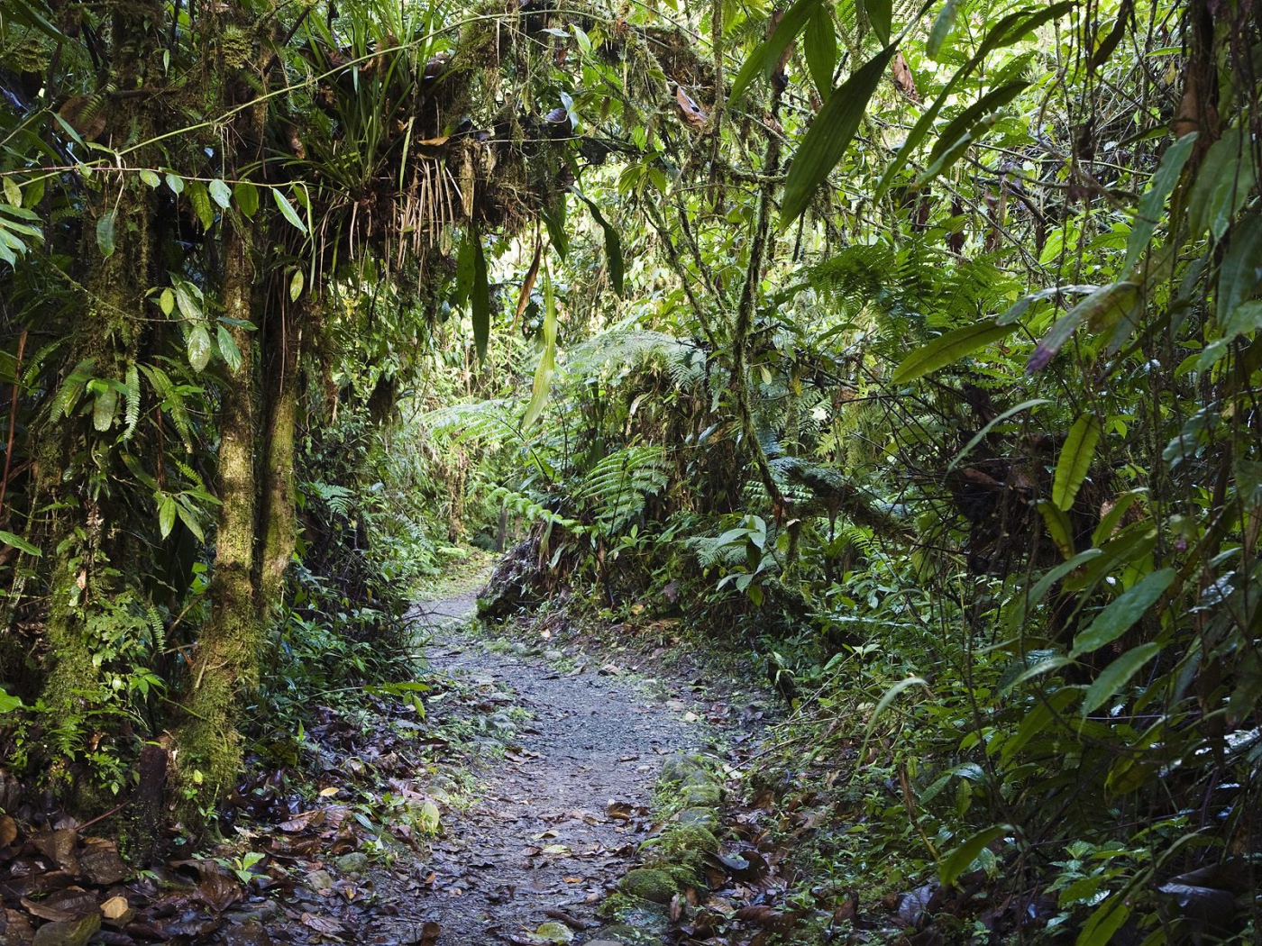Тропинка через заросли