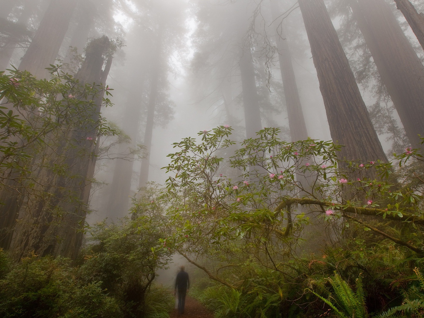 Деревья великаны