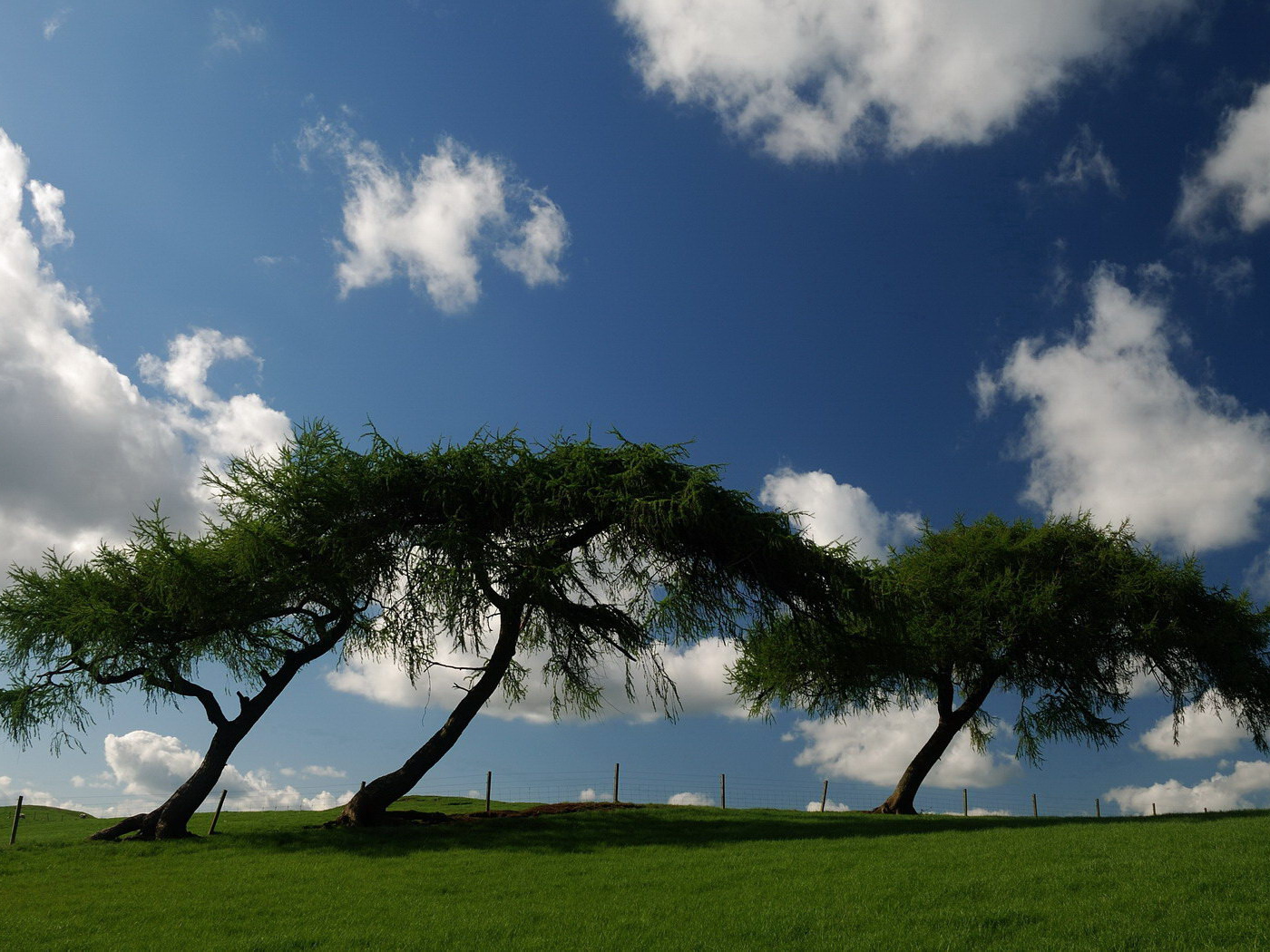 Трава деревья облака
