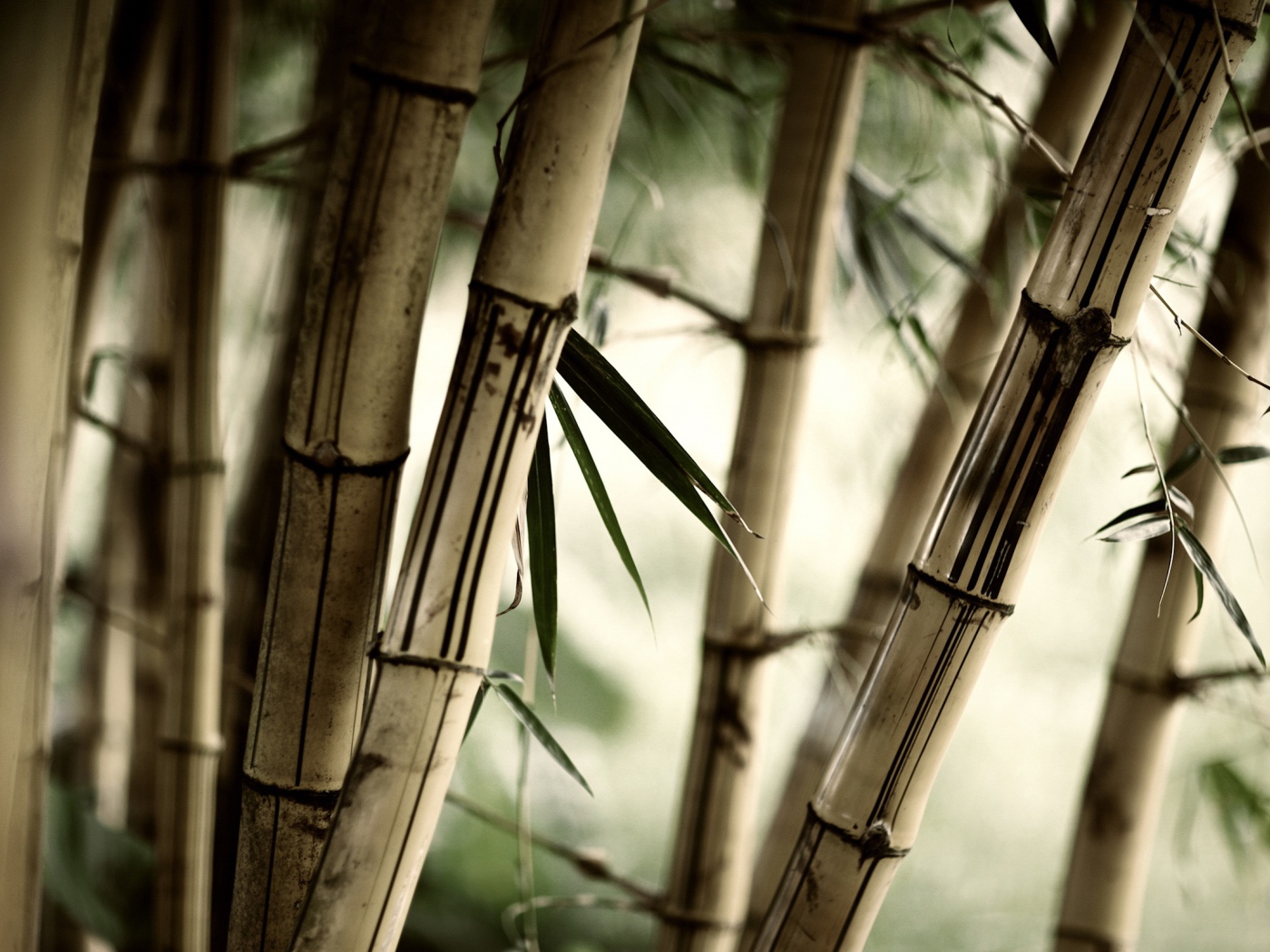 Заросли бамбука