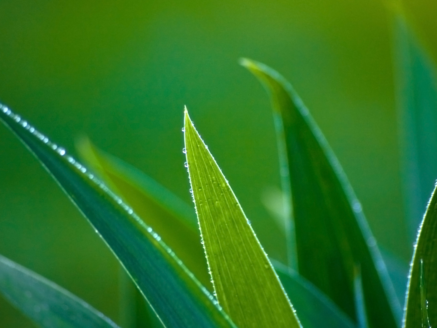 Зеленые травинки