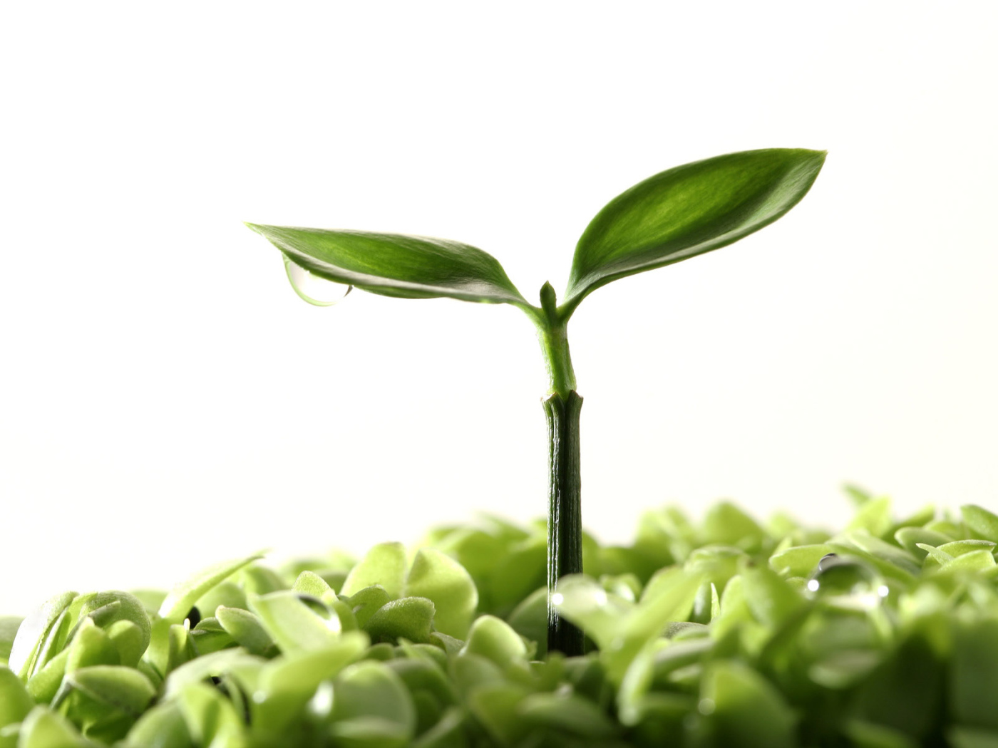 Новая жизнь