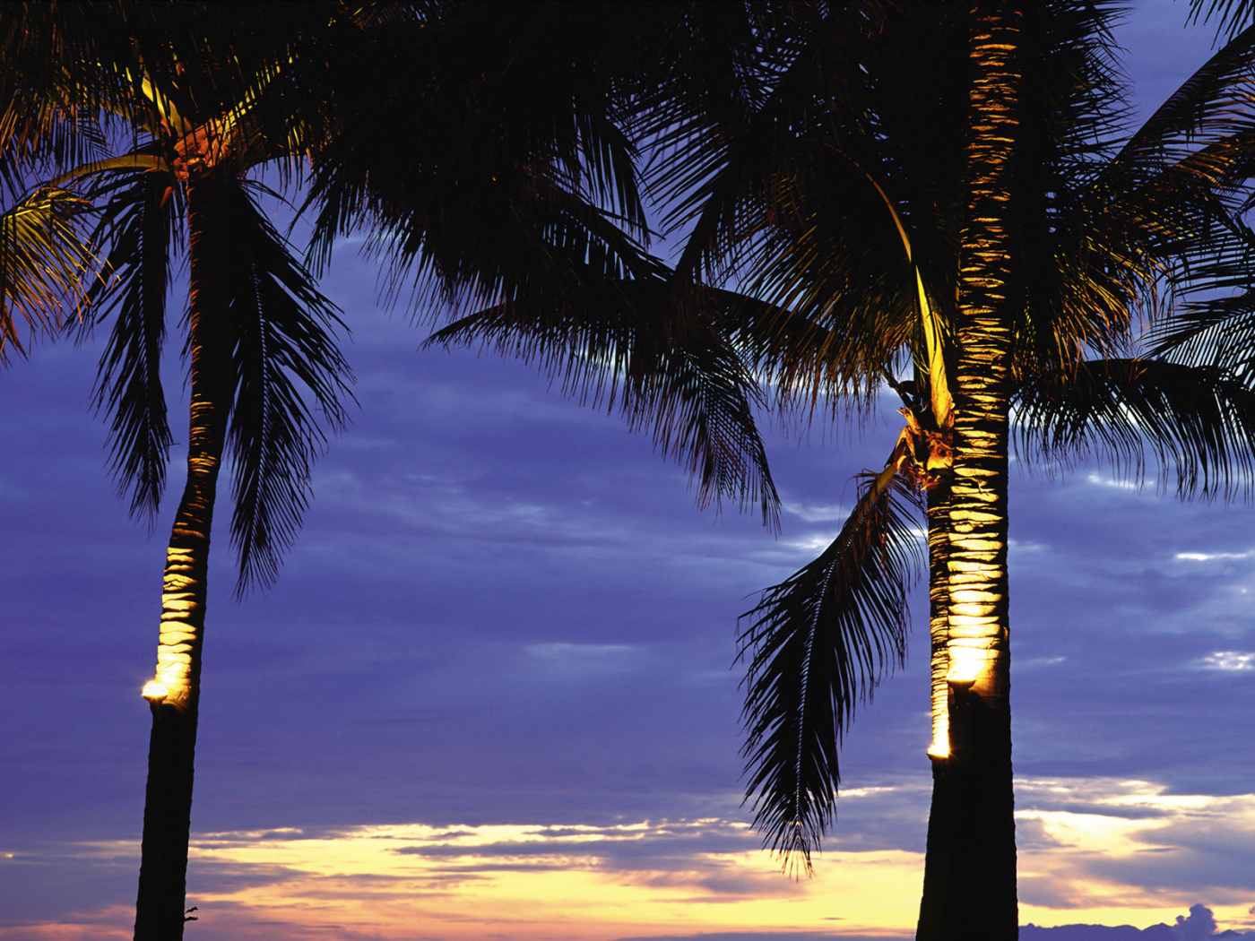 Пальмы в лучах заката