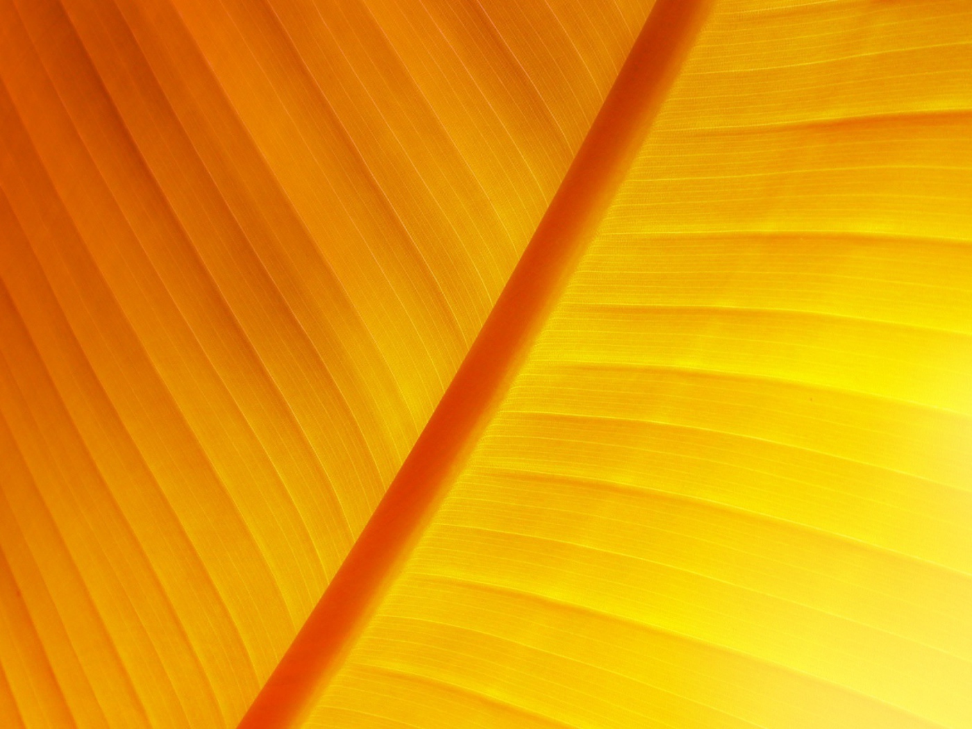 Солнечный лист растение