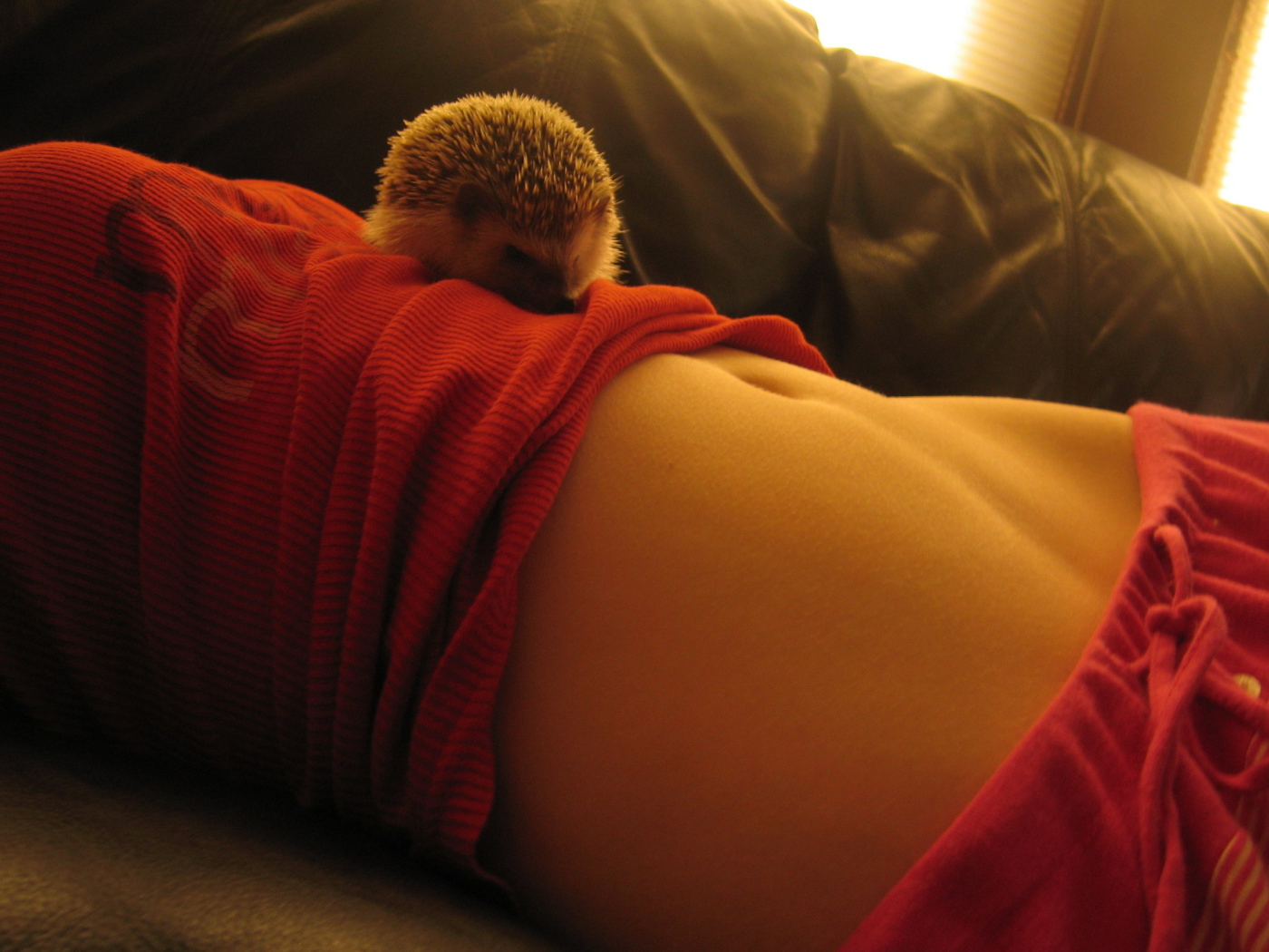 Похождения ежика