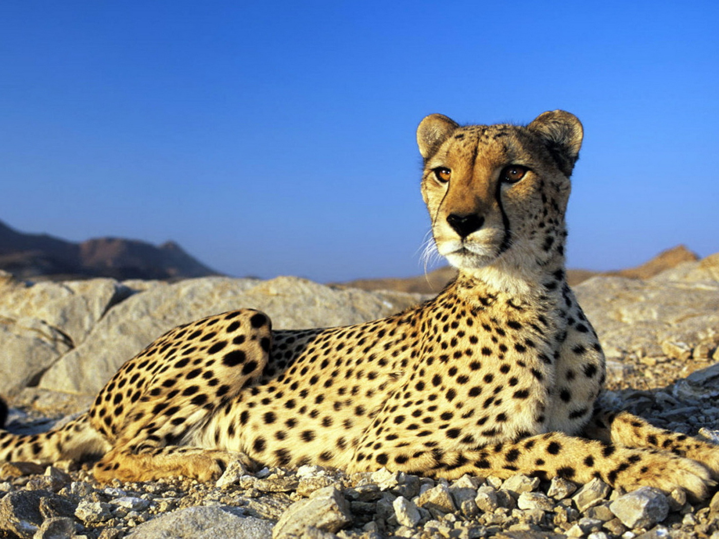 Гепард на камнях