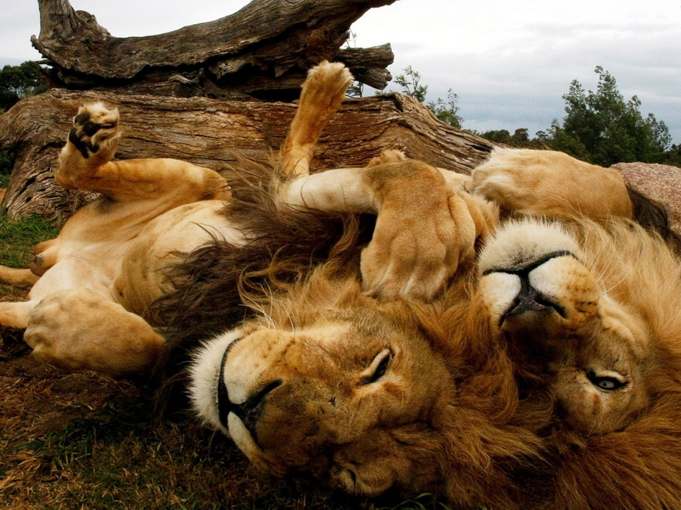 Играющиеся львы