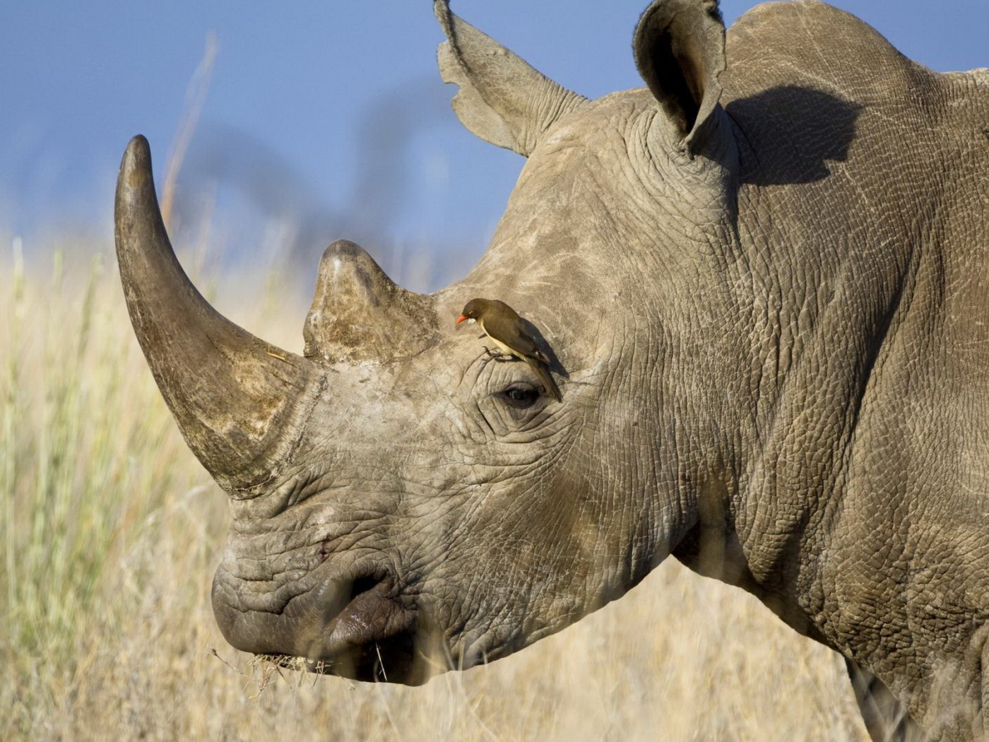 Носорог и птичка