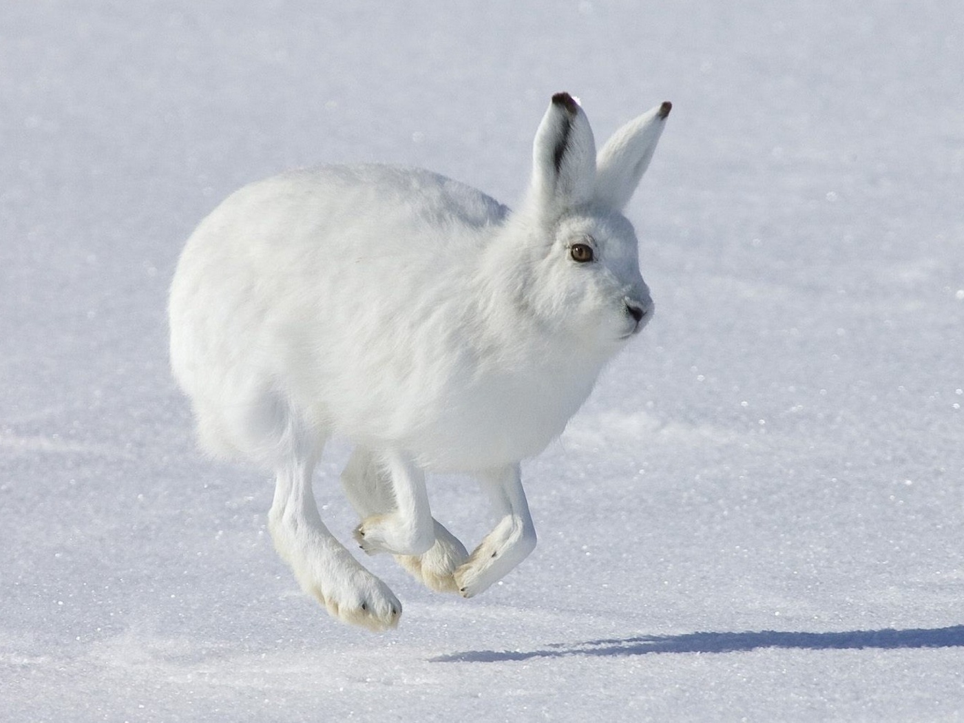 Бегущий Белый заяц