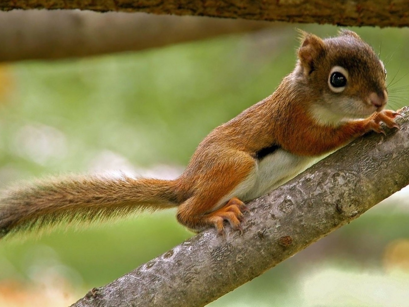 Бельчонок на ветке