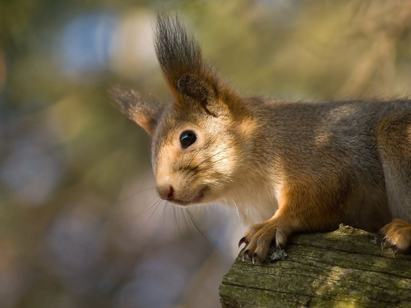 Белка на стволе дерева