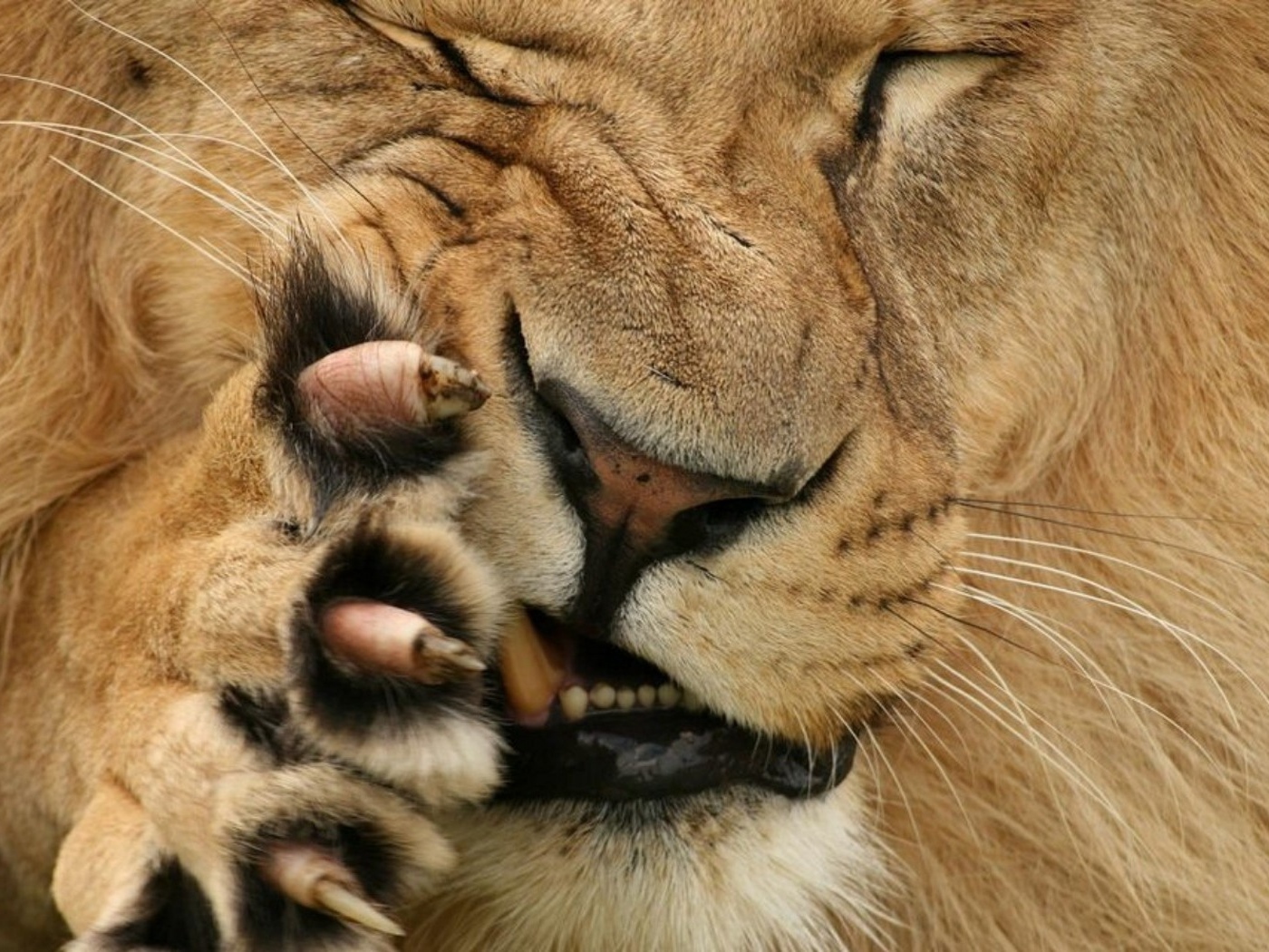 Царь зверей