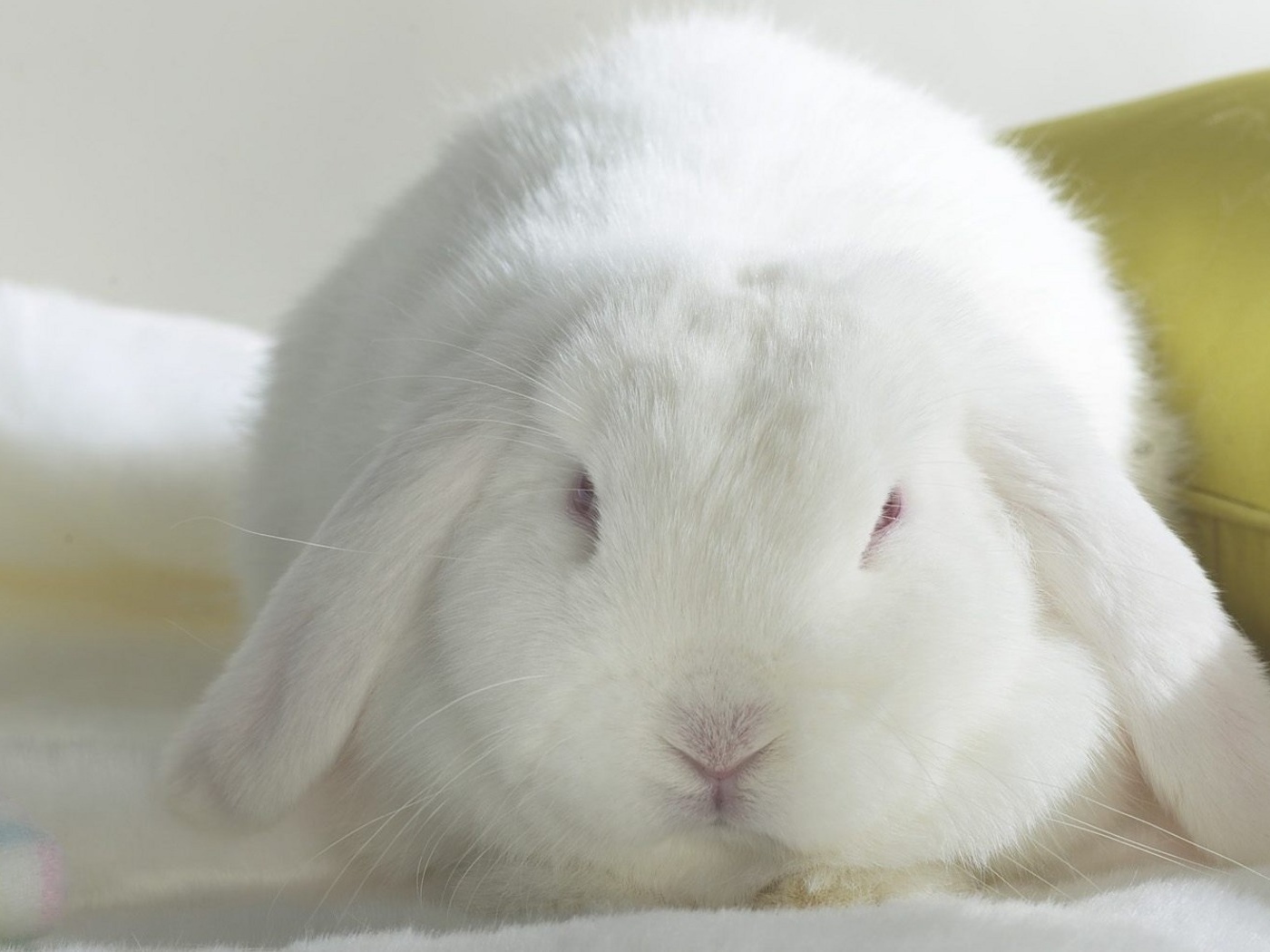 Белый кролик