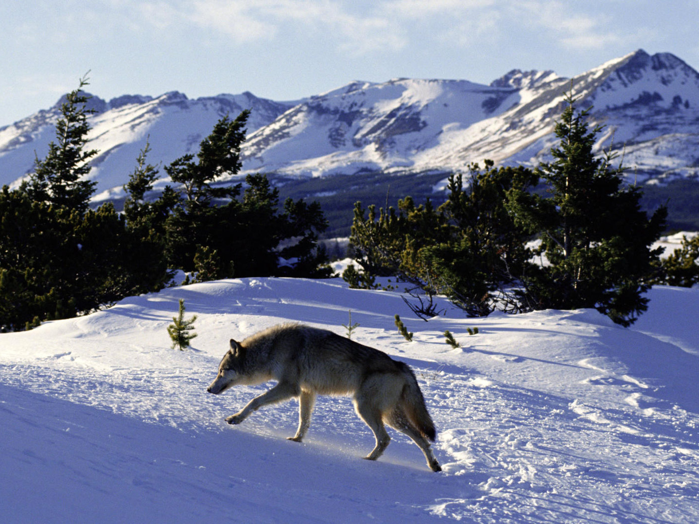 Волк идет по следу