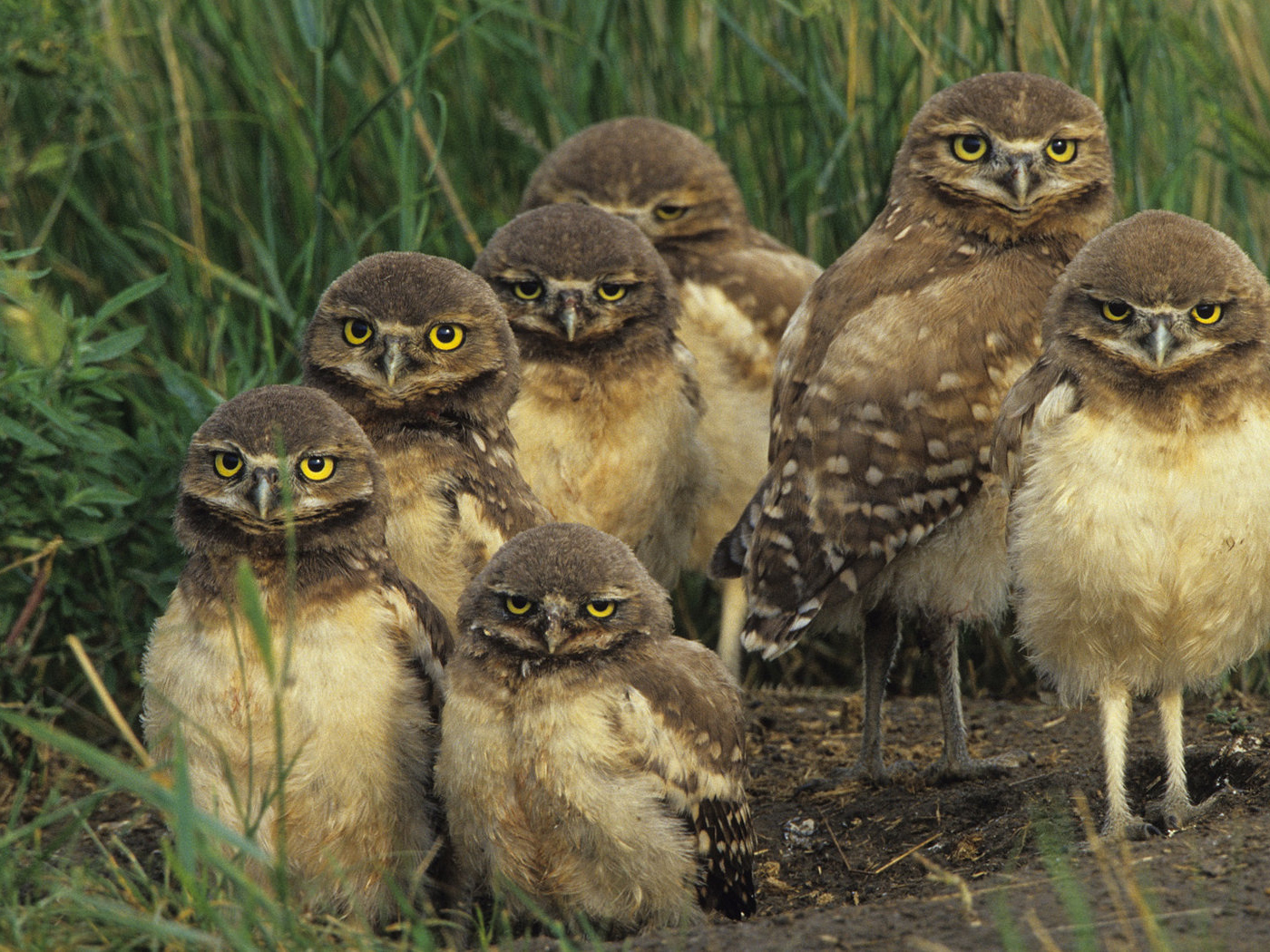 Птичье семейство