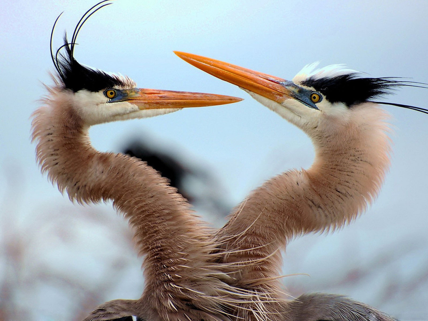 Танец любви