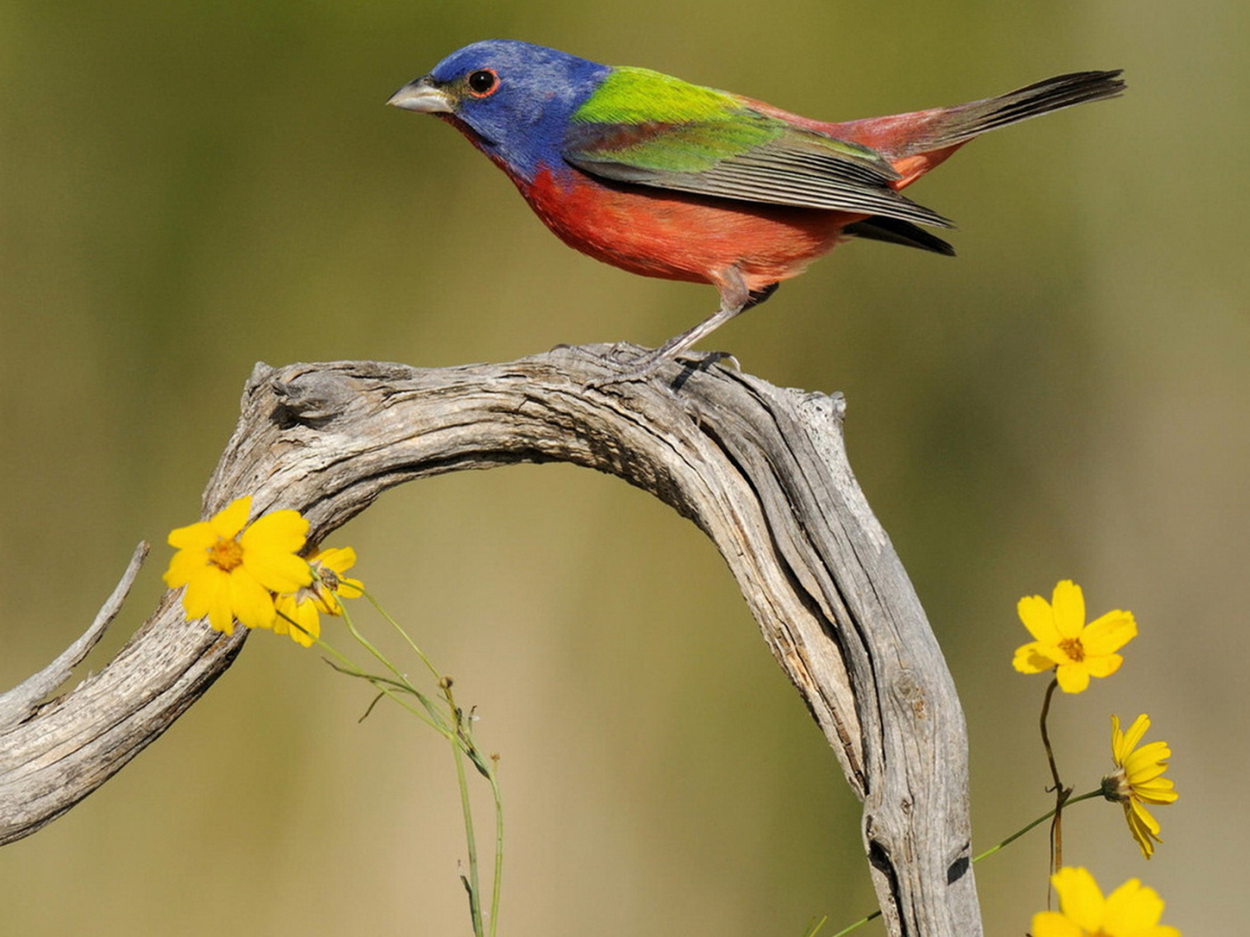 Пестрая овсянка