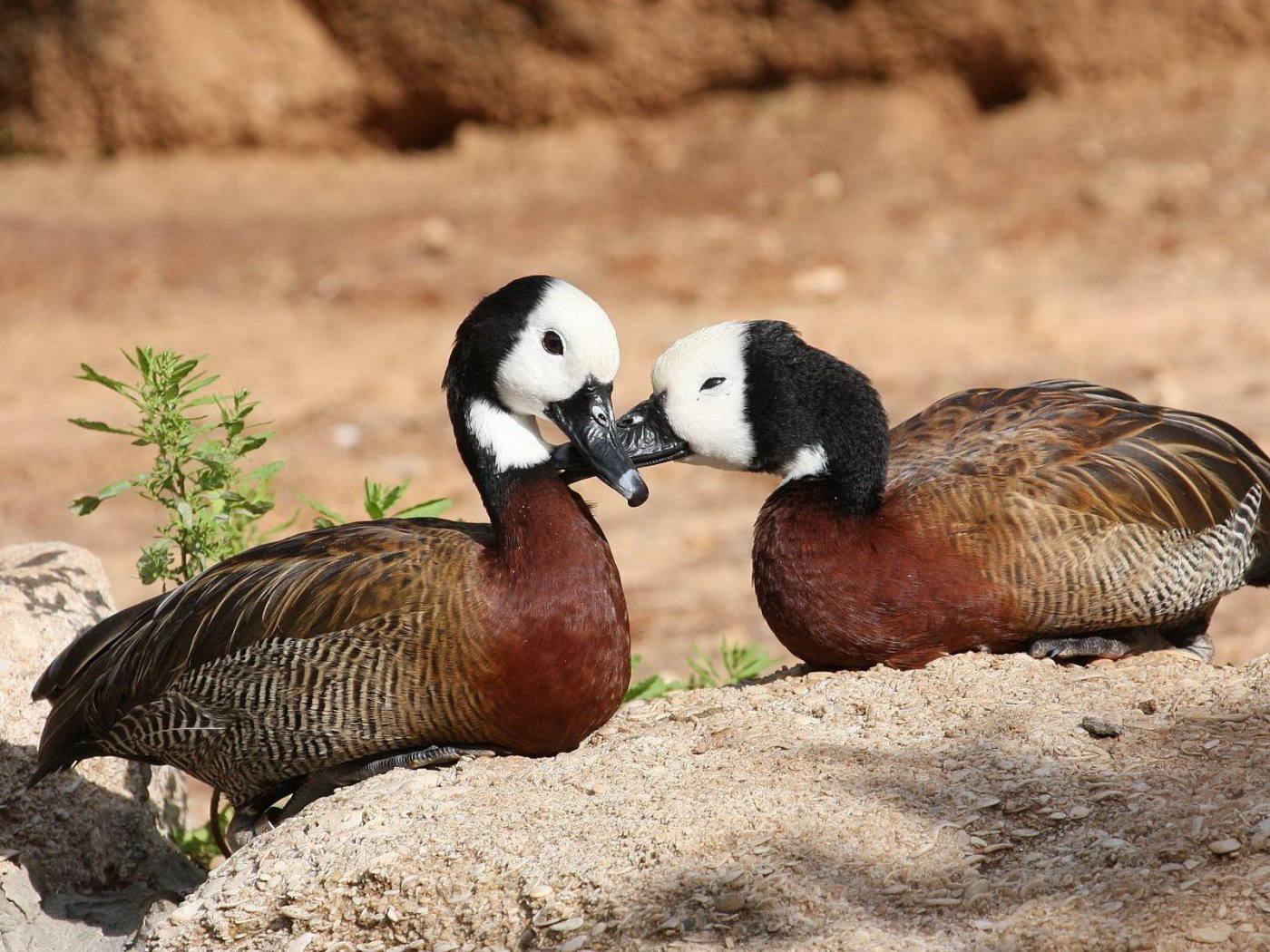 Парочка диких уток