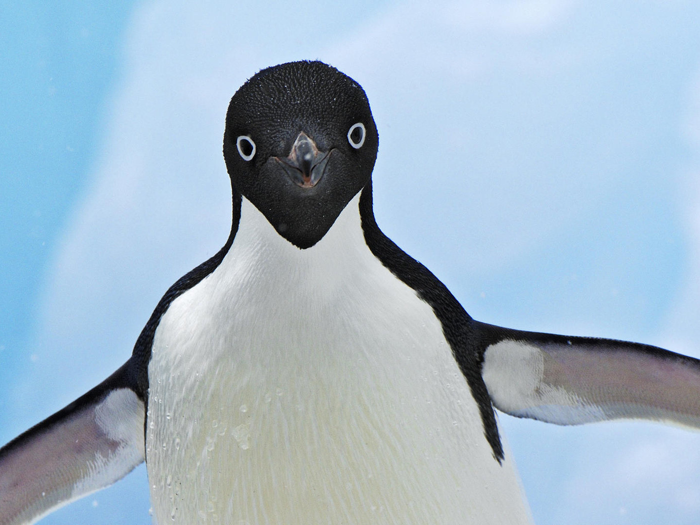 Улыбающийся пингвин