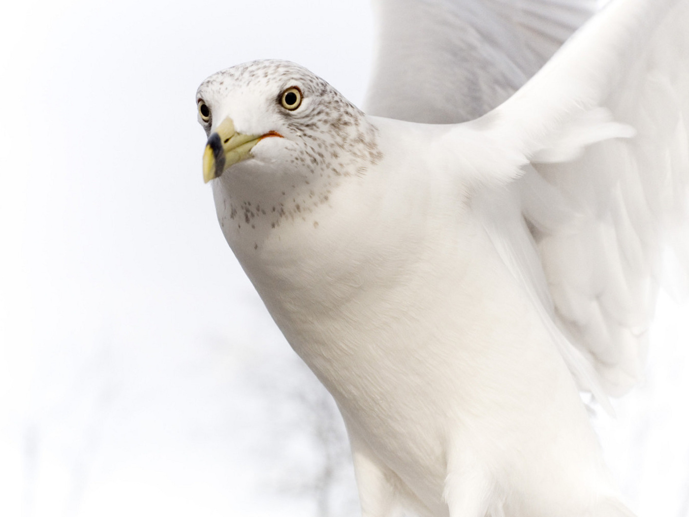 Белый голубь