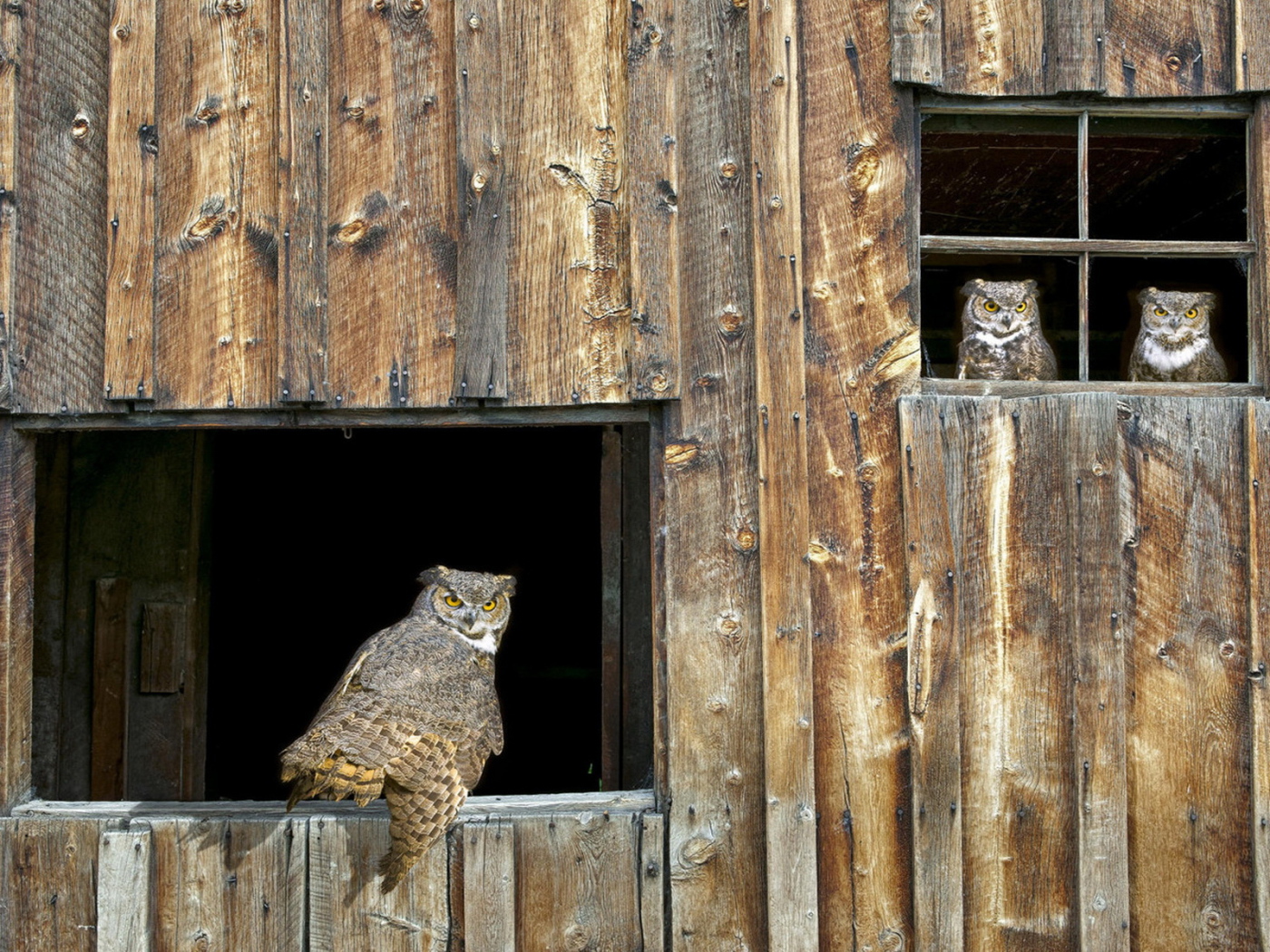 Собрание Сов