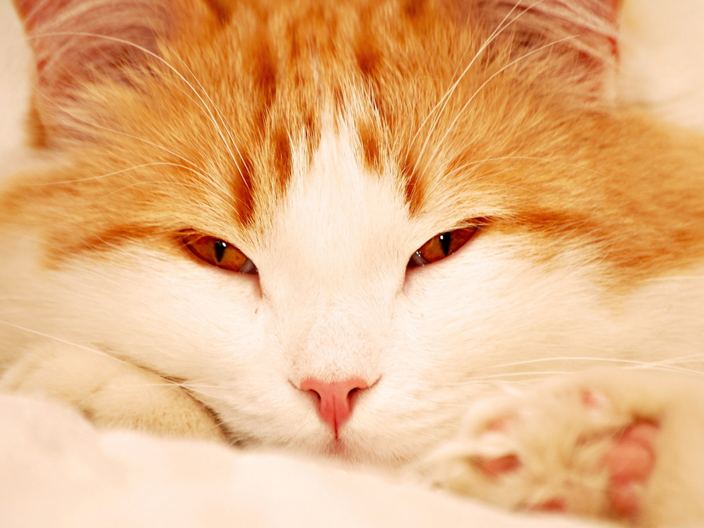 Кошачья мордашка