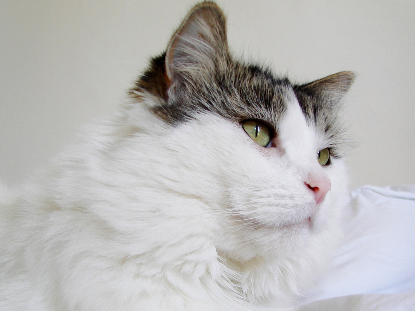 Пушистый кот