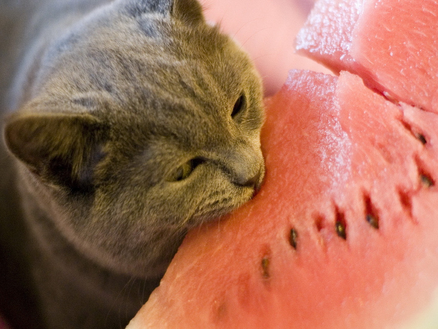 Киса и арбуз