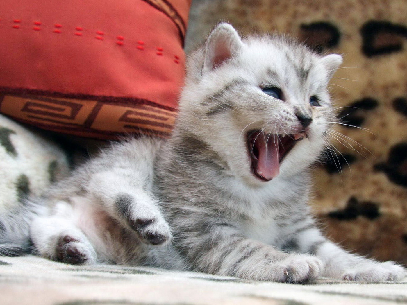 Маленький котенок