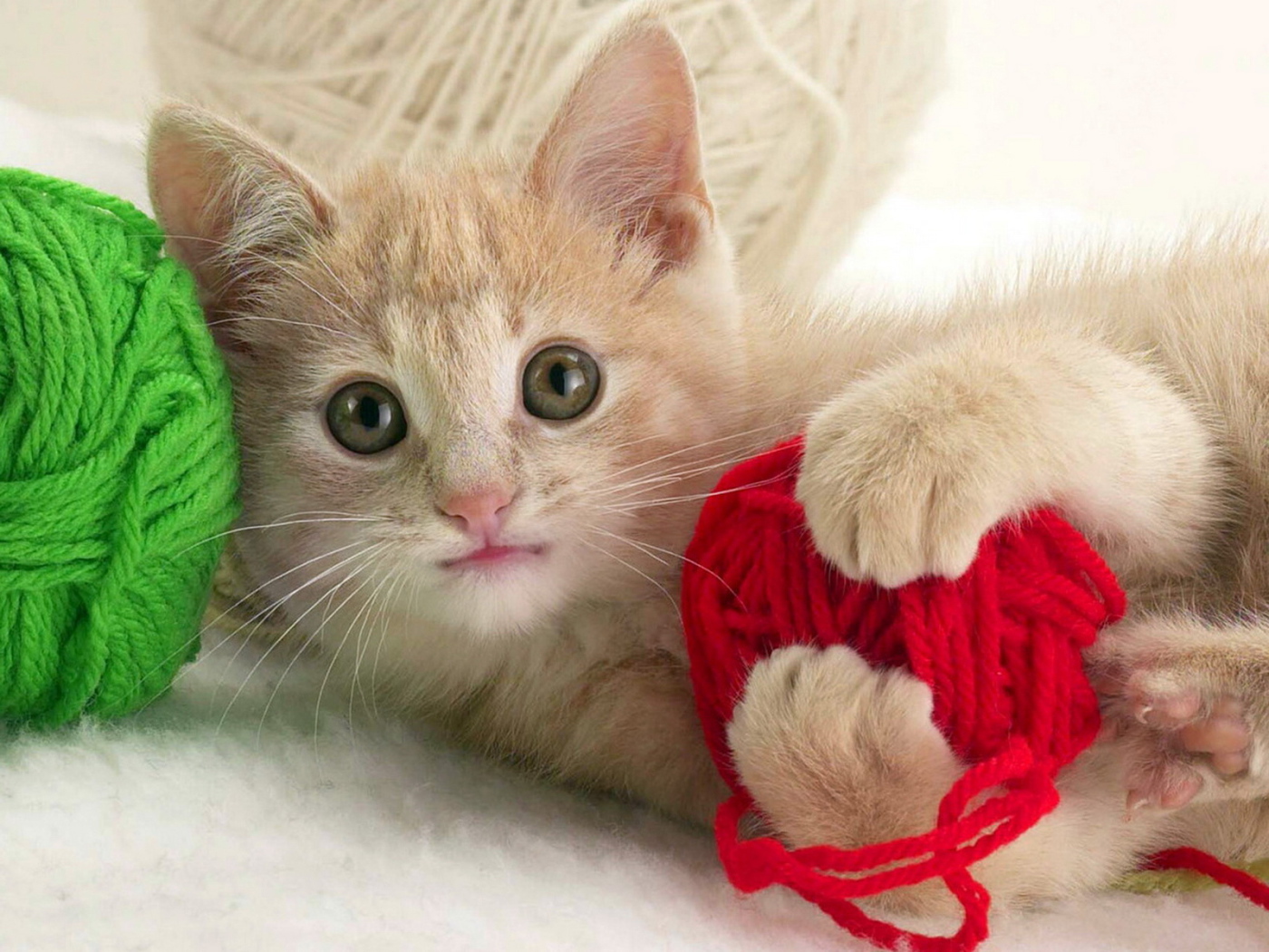 Играющий котенок