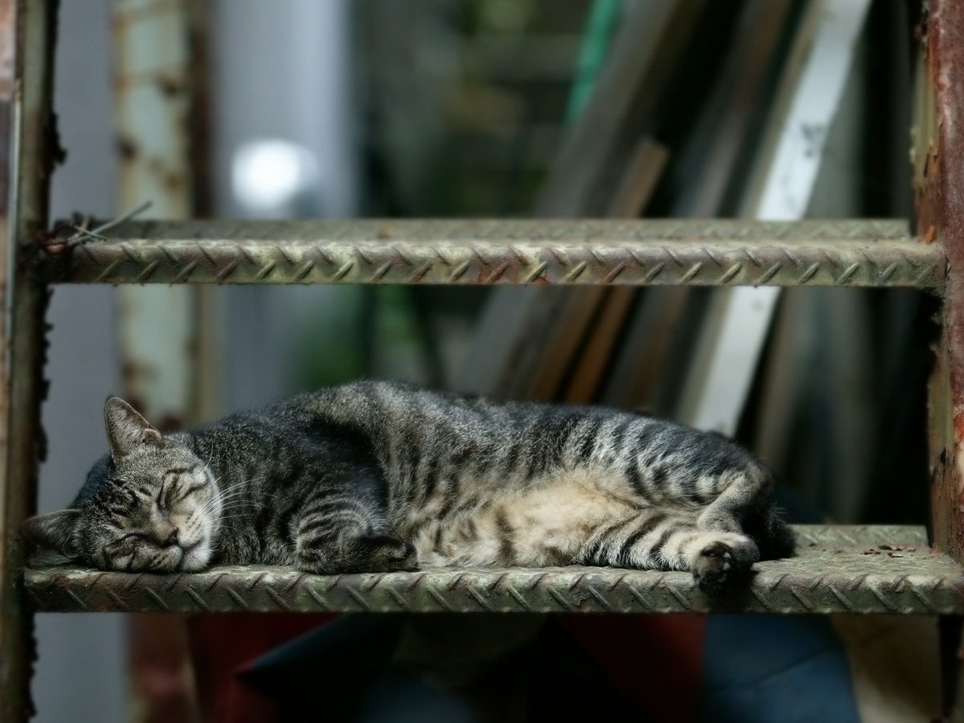 Спящая кошка