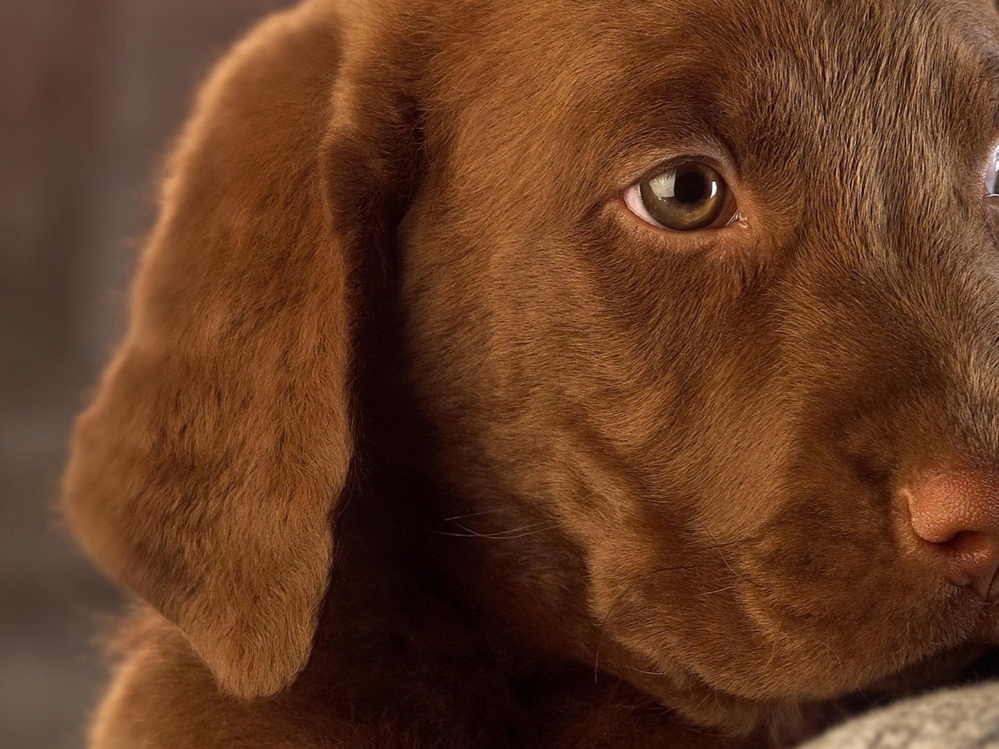 Собачья мордашка