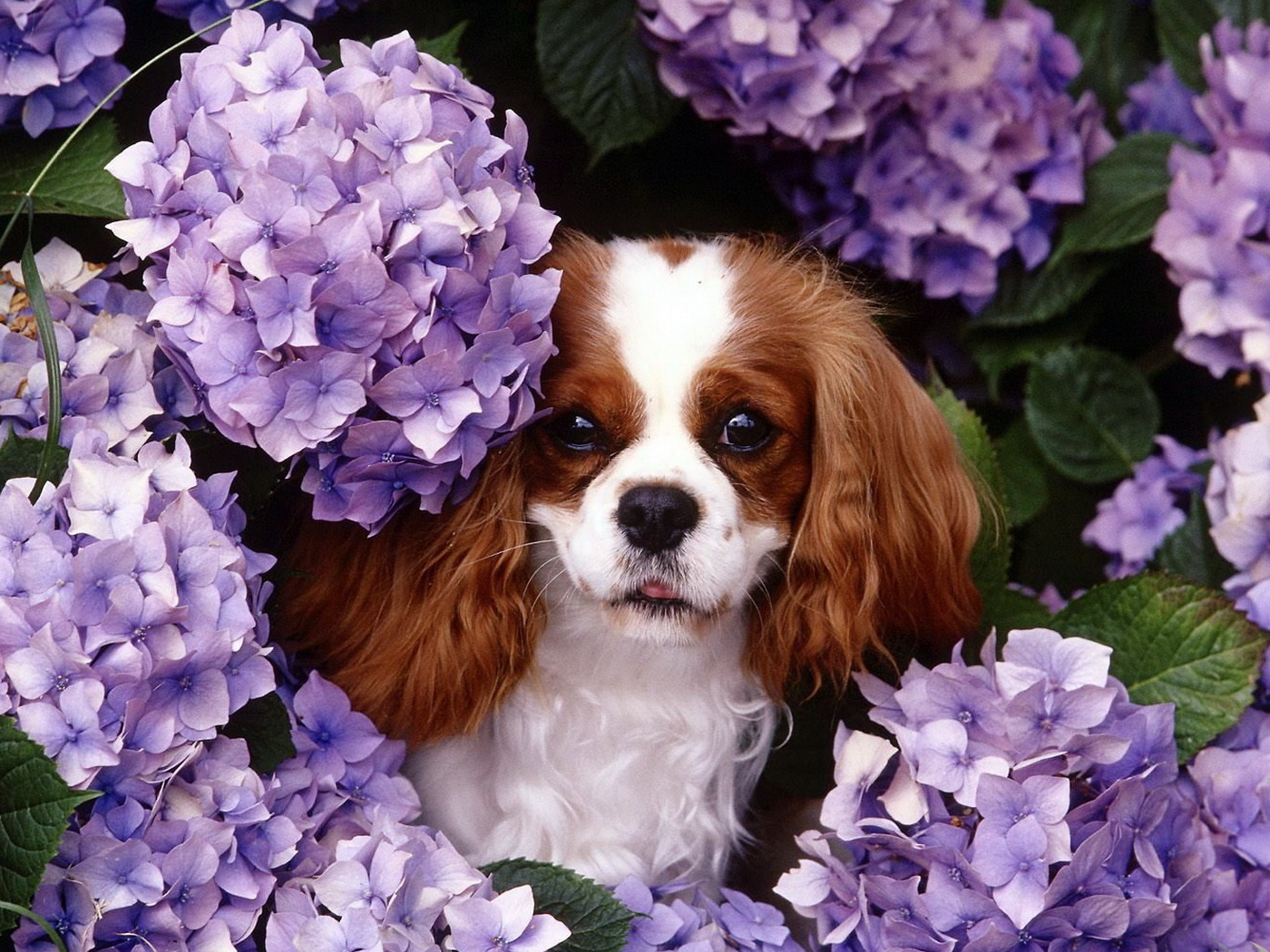 Японские хины