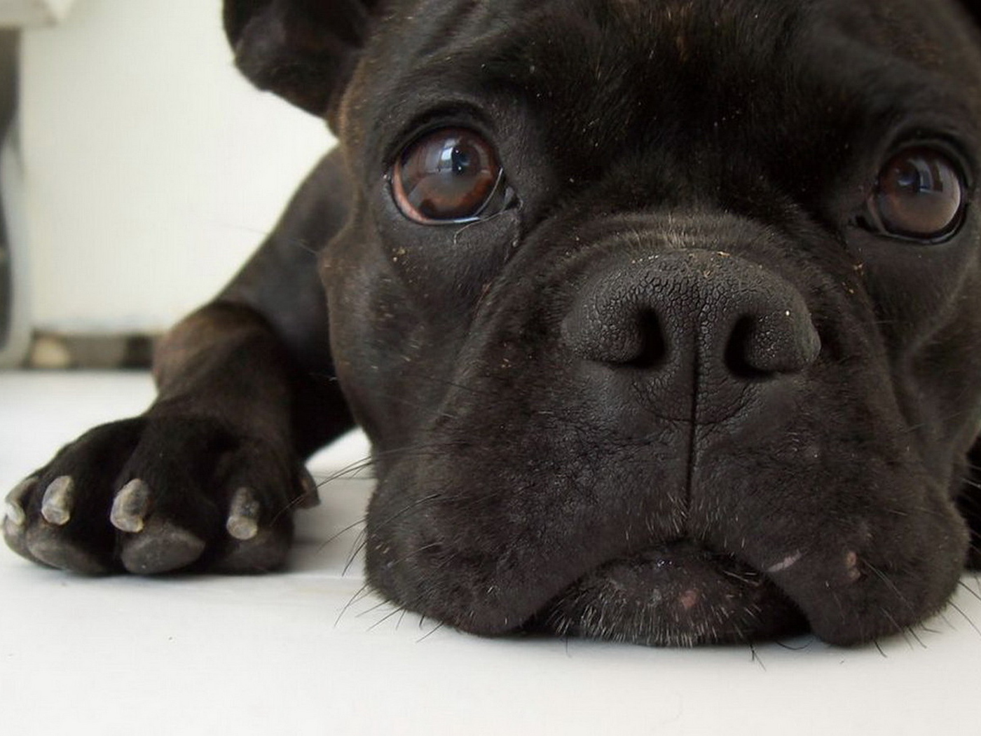 Симпатичная мордашка