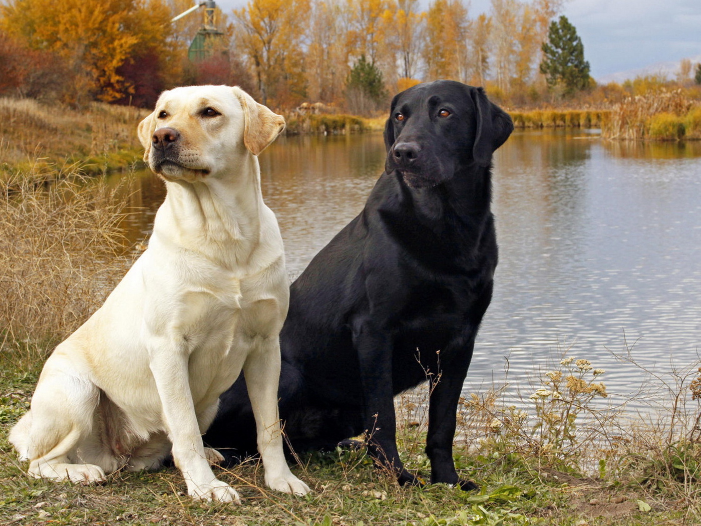Пара Лабрадоров