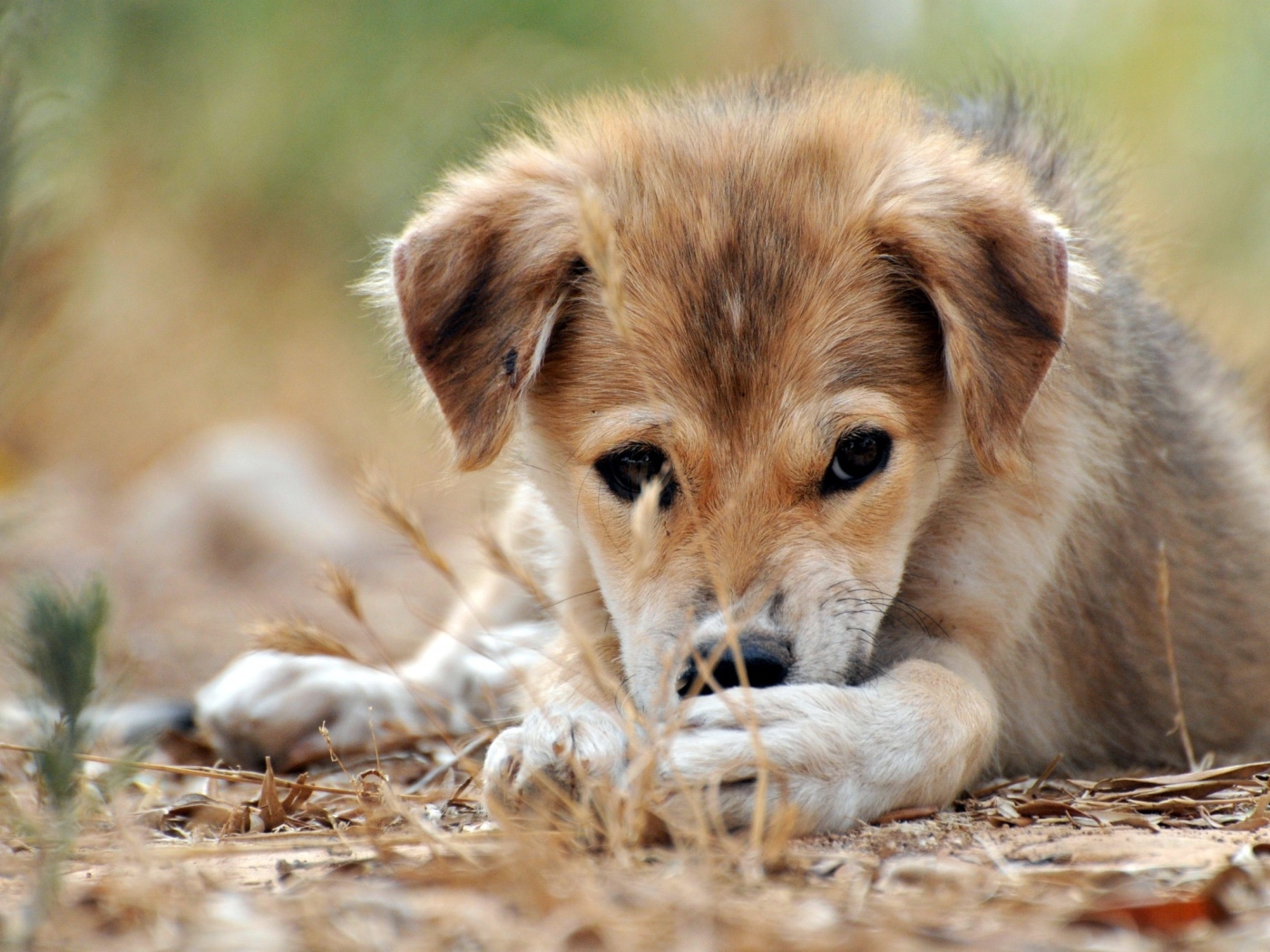 Щенячий взгляд