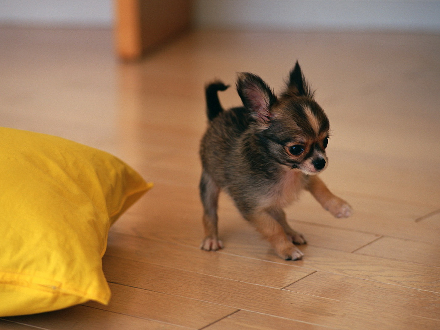 щенок Той-Терьера