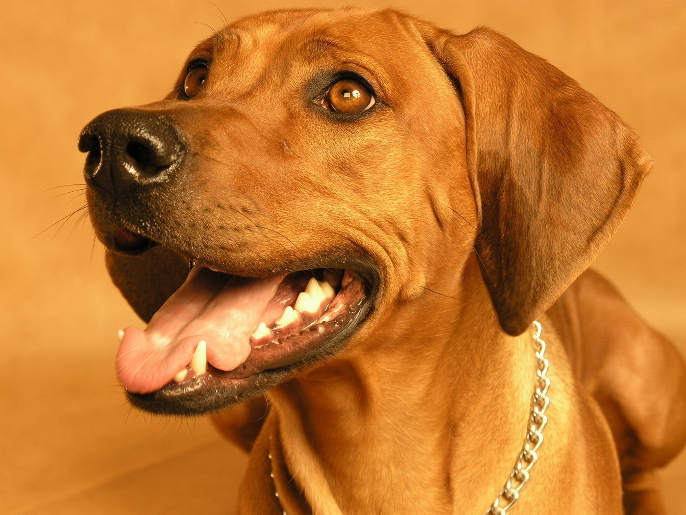 Родезийский риджбек