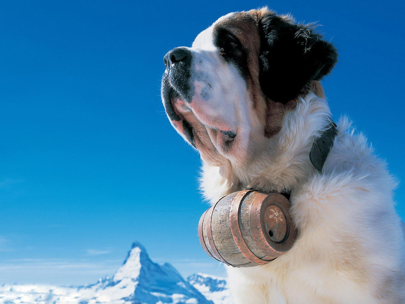 Сенбернар в горах