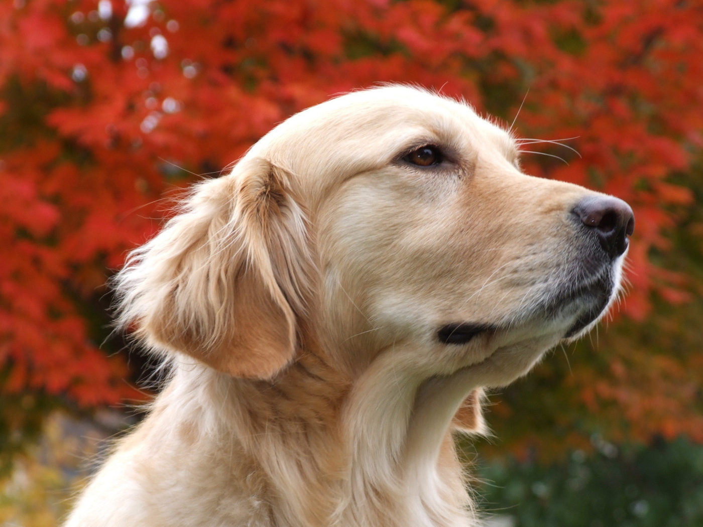 Красивый псэ собака