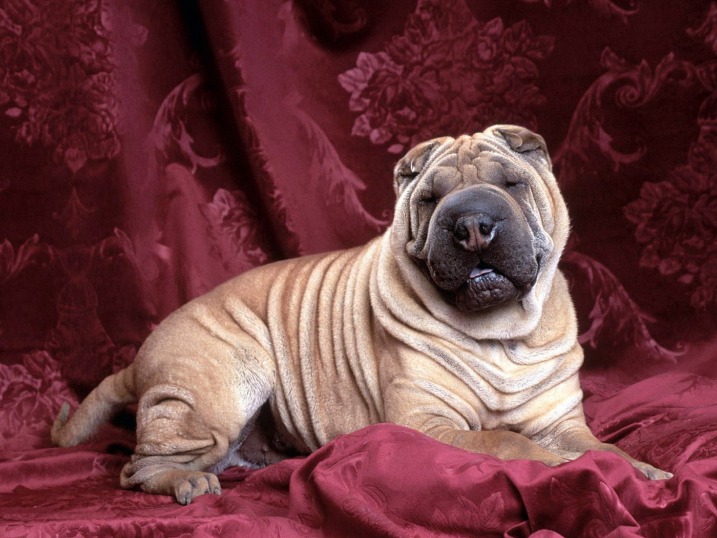 задремавший Шарпей