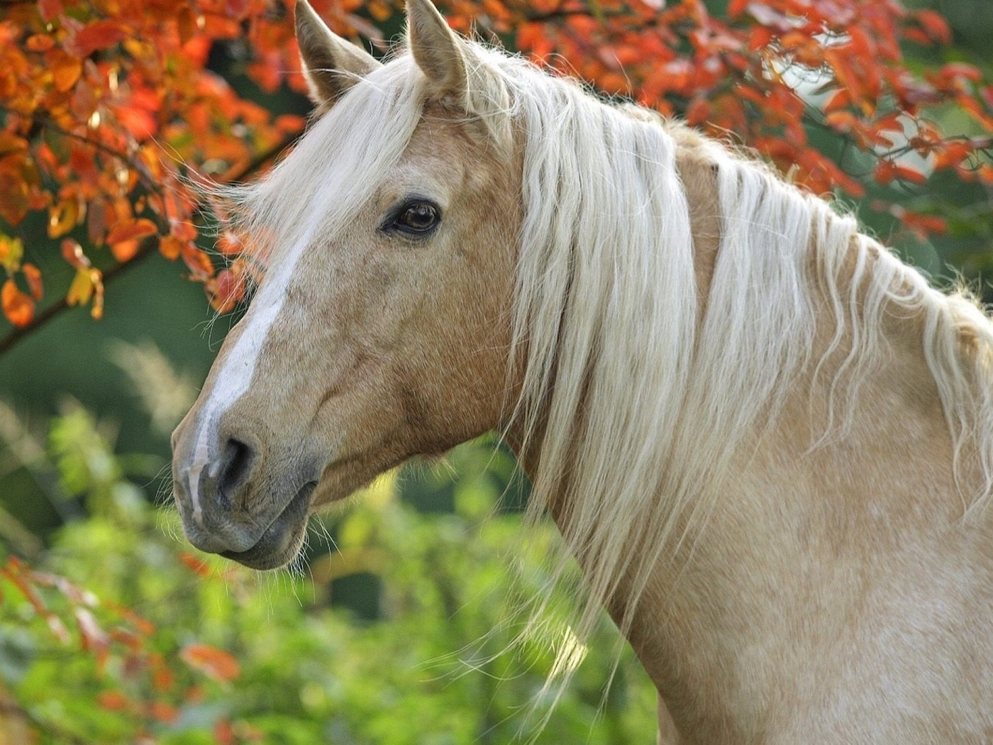 Грациозная лошадь