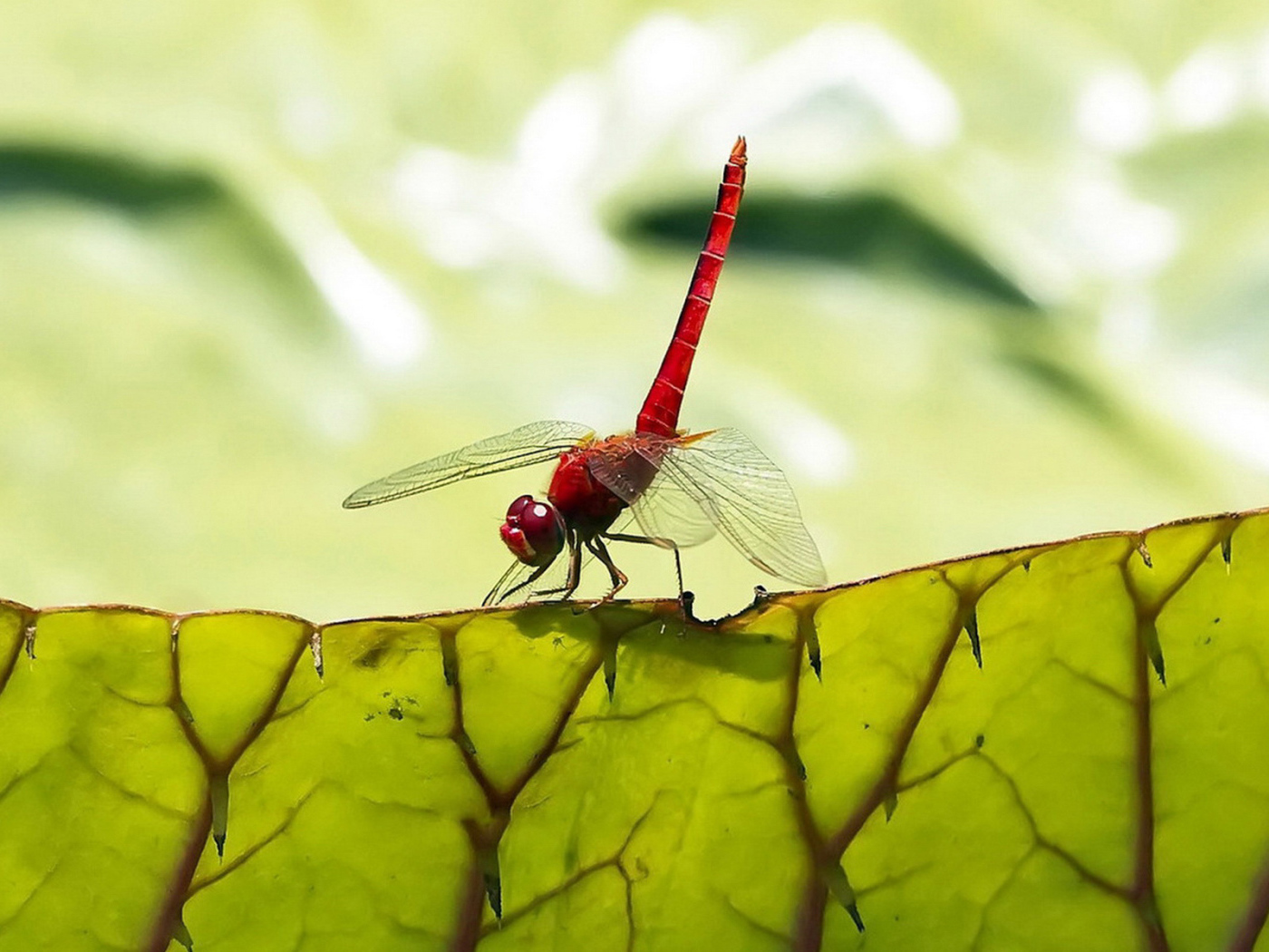 Стрекоза на листьях