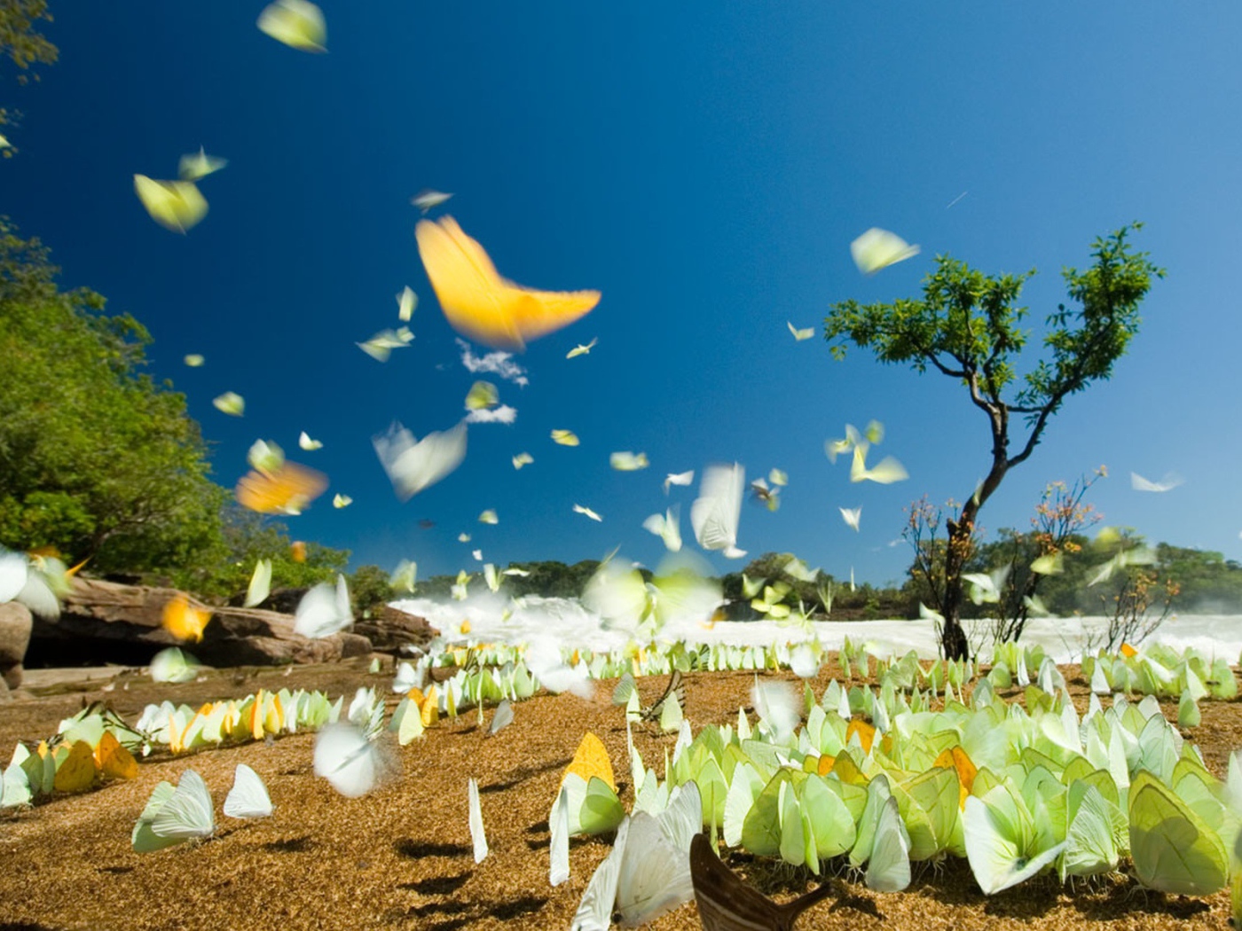 Летние бабочки