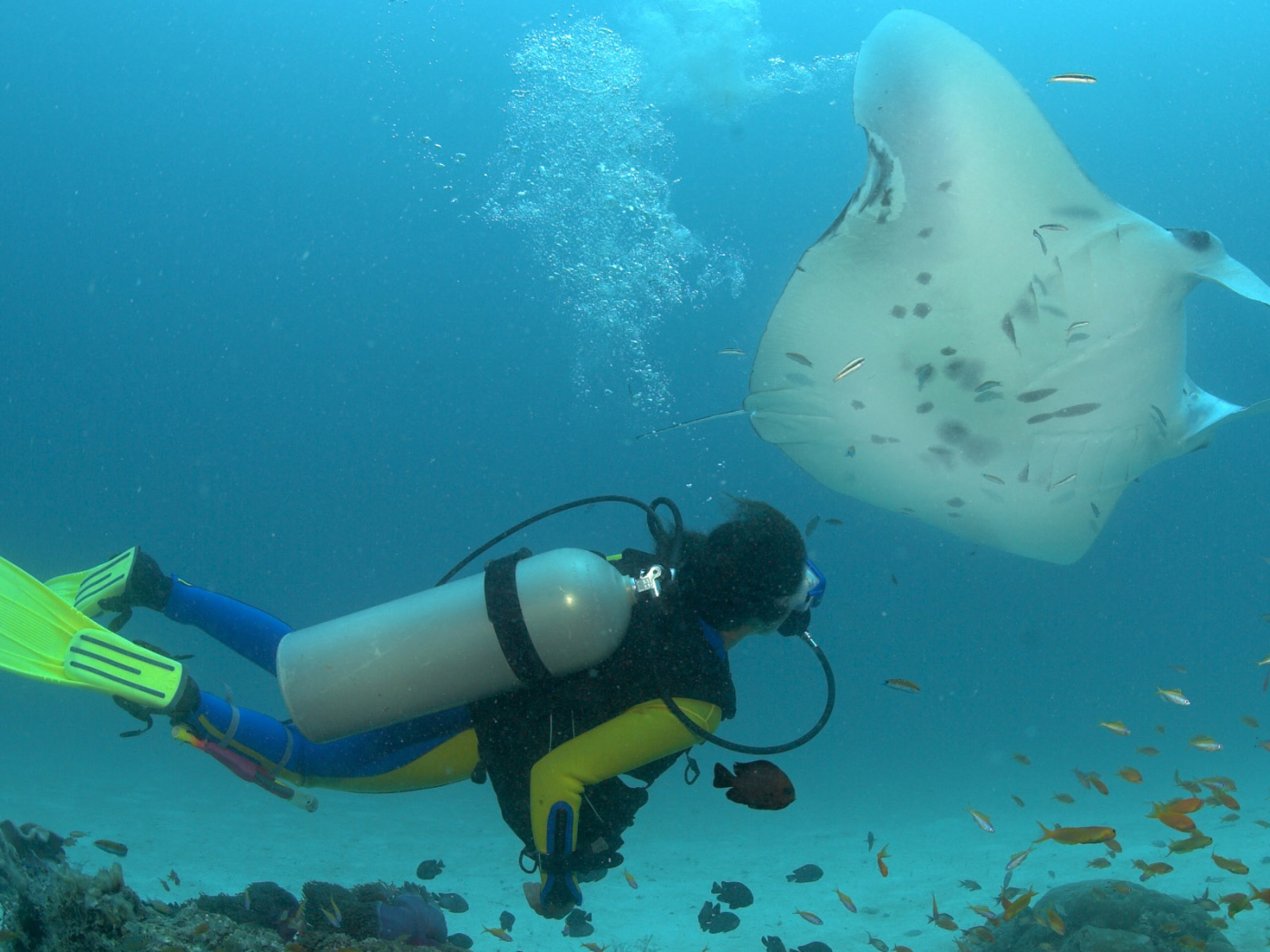 Дайвер и скат