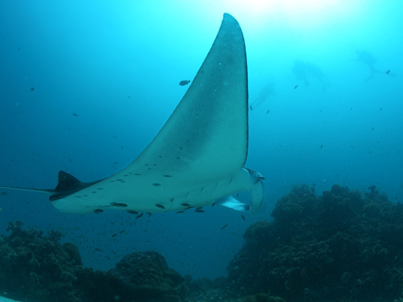 Огромный скат