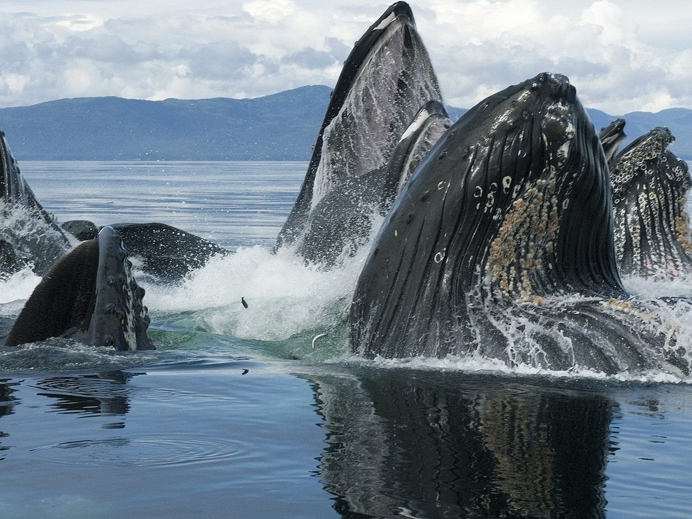 Горбатые киты