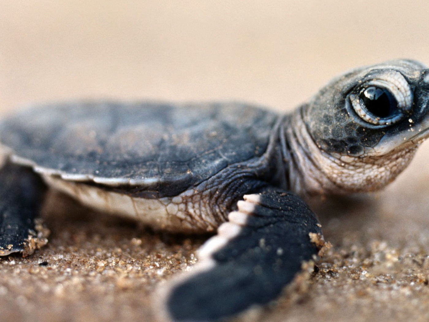 Черепашонок