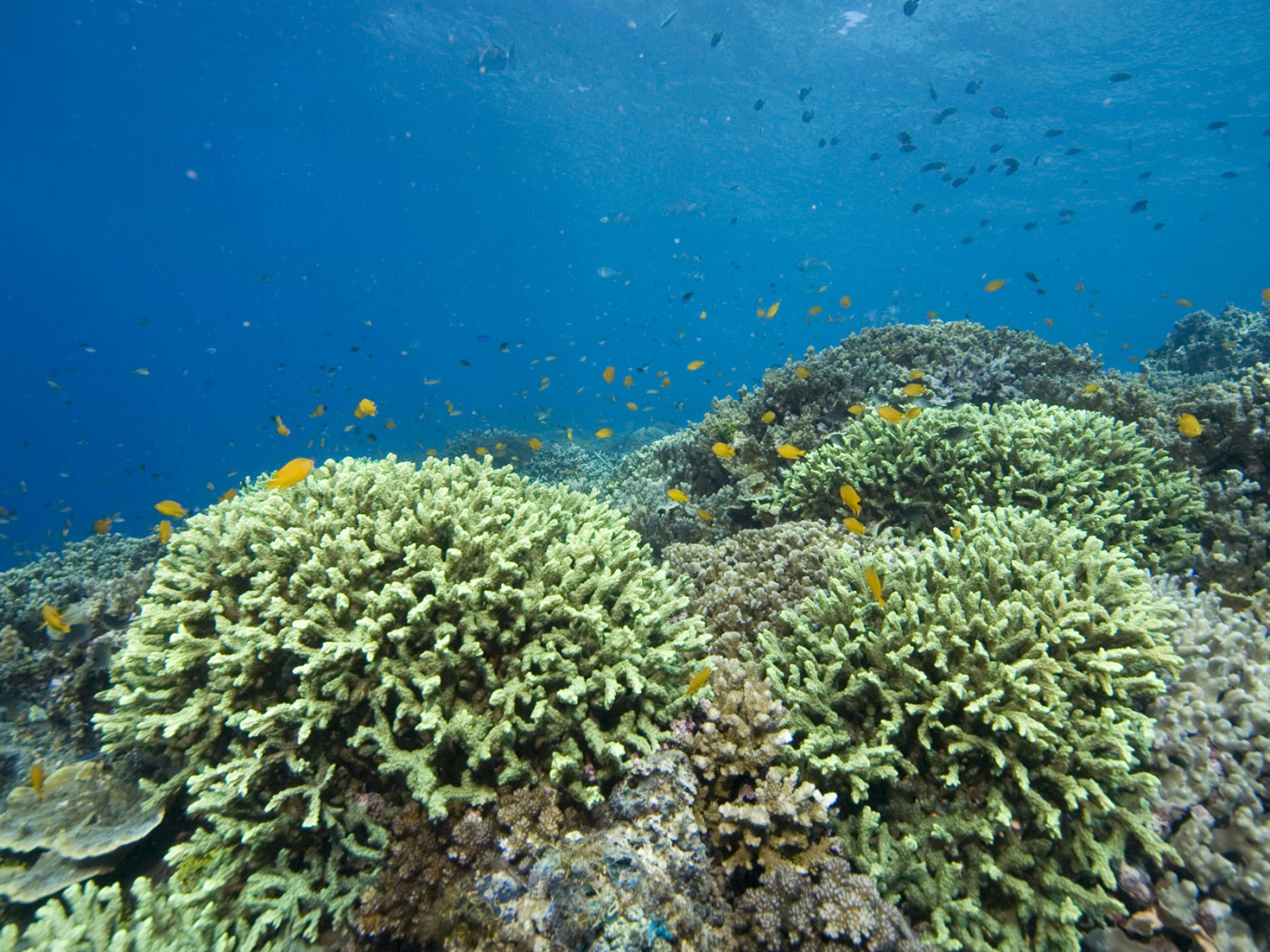 Кораллы Красное море