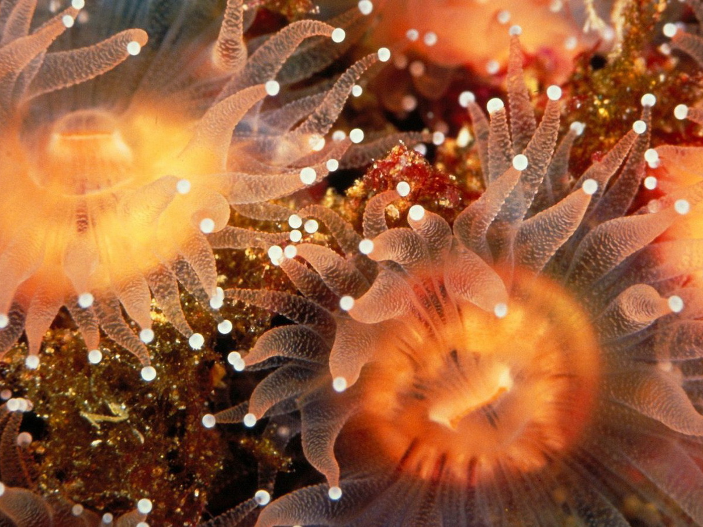 Морские анемоны